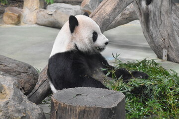 Obraz premium Taipei Zoo in Taipei, Taiwan