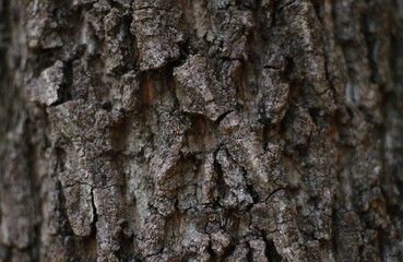 A tree on a summer day