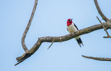 red headed woodpecker in tree