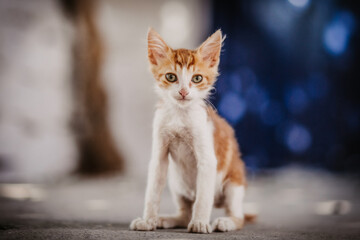 Portrait of tiny cute stray kitten with beautiful red orange fur and green eyes 