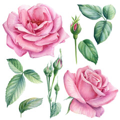 Set of roses flowers, buds and leaves watercolor botanical painting