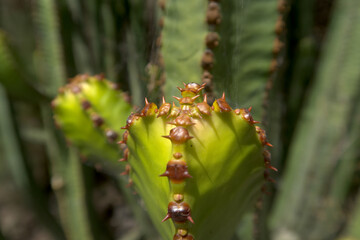 Botanic's garden plant