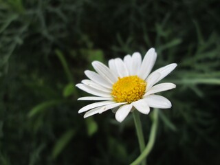 Fototapeta premium white daisy flower