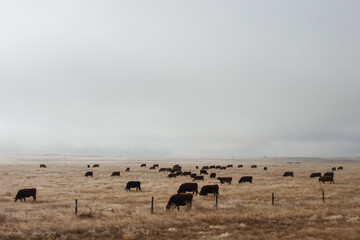 Brown cows graze on dry grass in autumn on a foggy day. Black bulls in the winter pasture in cloudy...
