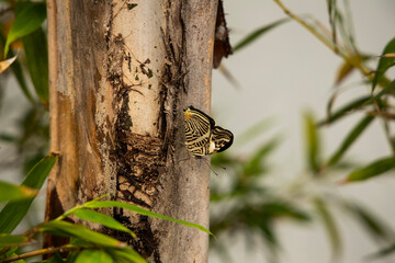 Colorful butterfly standing on a plant leaf