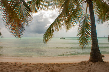 palm trees in the Caribbean