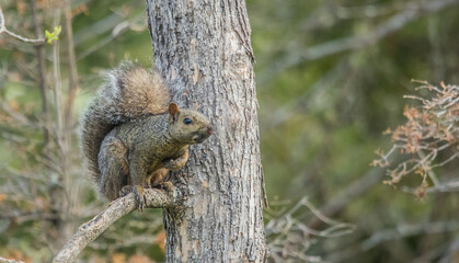 gray squirrel in tree