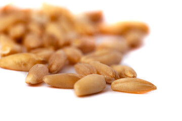 A pile of oat seeds isolated on white