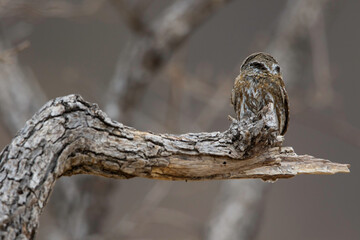 Baja/Cape Pygmy-Owl, Glaucidium gnoma hoskinsii