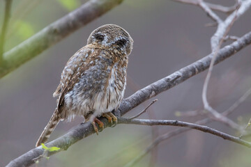 Baja/Cape Pygmy-Owl, Glaucidium gnoma hoskinsii