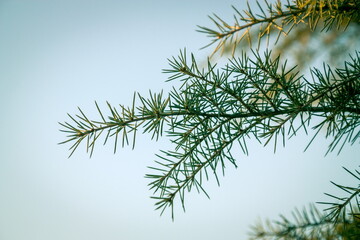 Closeup details of the pine tree