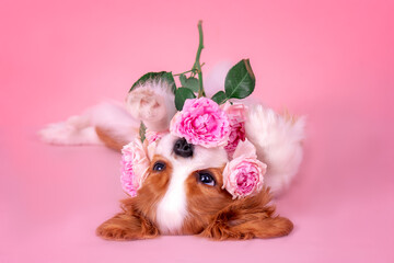 Little puppy cavalier King Charles spaniel with roses. Lying on his back, playing.