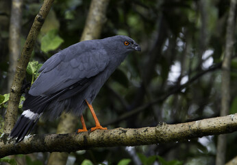 Langpootkiekendief, Crane Hawk, Geranospiza caerulescens