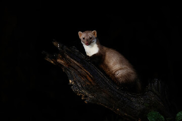 Beech marten (Martes foina), also known as the stone marten, house marten or white breasted marten,...