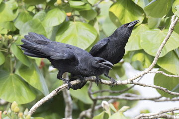Cubaanse Kraai, Cuban Crow, Corvus nasicus