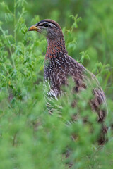 Barbarijse Frankolijn, Double-spurred Francolin, Pternistis bicalcaratus