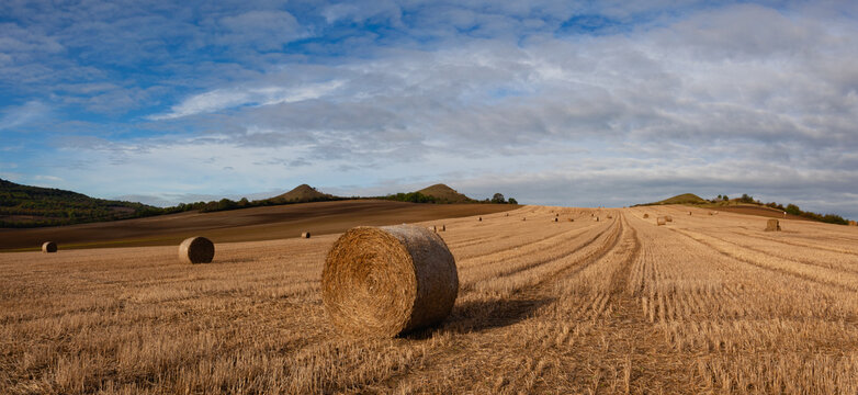 Bales of straw on a farm field..