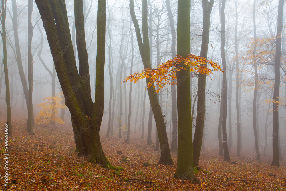 Wall mural autumnal mysterious forest trees with yellow leaves.