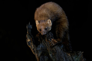 Fototapeta premium European pine marten (Martes martes), also known as the pine marten or the european marten, searching for food in the forest at night in Drenthe in the Netherlands