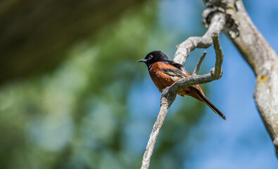 towhee on tree branch