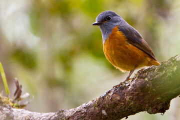 Bosrotslijster, Forest Rock-Thrush, Monticola sharpei