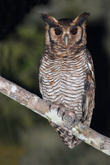 Kleine Oehoe, Fraser's Eagle-owl, Bubo poensis