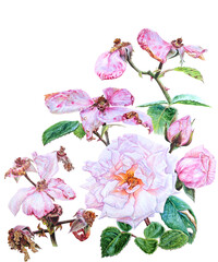 Pink roses. Watercolor botanical illustration with flowers isolated on white background