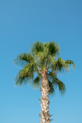 Tropical background of palm trees against blue sky.