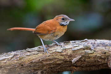 Roodoorstekelstaart, Hoary-throated Spinetail, Synallaxis kollari