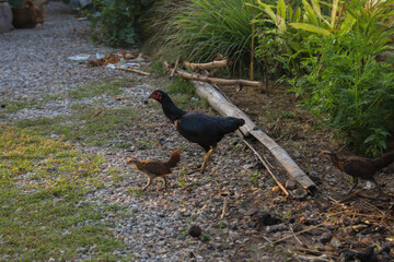 The hen took the chicks around to find food.
