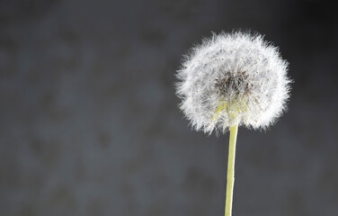Dandelion seeds over dark background with copy space