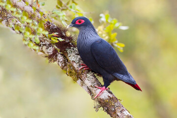 Malagassische Blauwe Duif, Madagascar Blue-Pigeon, Alectroenas madagascariensis