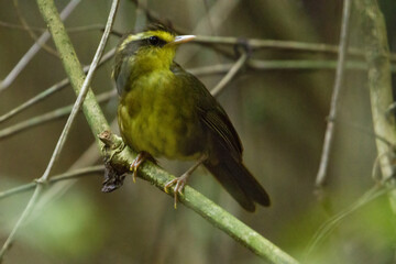 Geelbrauwfoditany, Yellow-browed Oxylabes, Crossleyia xanthophrys
