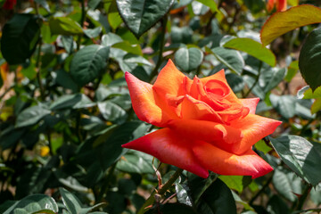 Orange roses blooming in the garden.