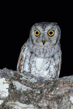 Oosterse Dwergooruil, Oriental Scops-Owl, Scops sunia