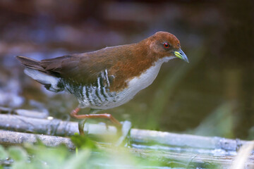 Roodbonte Dwergral, Red-and-white Crake, Laterallus leucopyrrhus