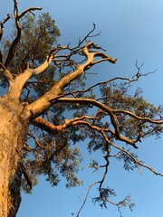blue sky, tree branches, large branchy tree bathed in sun