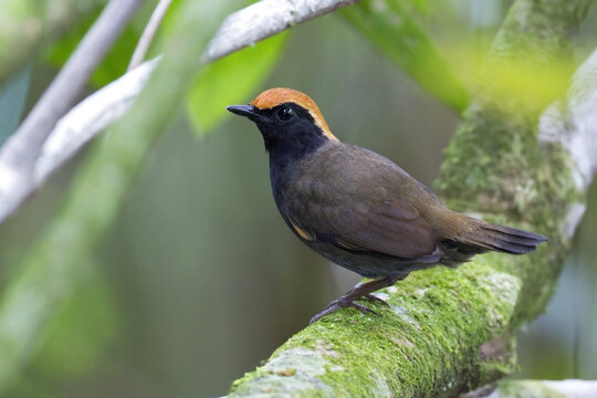 Roodkapmierlijster, Rufous-capped Antthrush, Formicarius colma