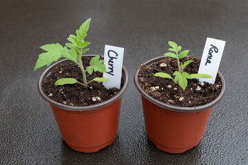 Cherry and Roma Tomato Seedlings
