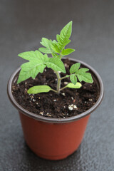 Cherry Tomato Seedlings in Pots