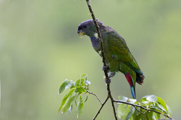 Maximiliaanmargrietje, Scaly-headed Parrot, Pionus maximiliani
