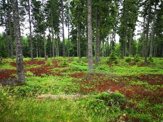 Wald in rot grün - Heidelbeer Sträucher und Waldboden
