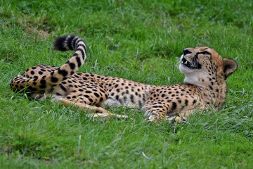 Ein Gepard liegt relaxed in der Wiese (Großaufnahme)