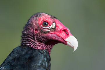 Kalkoengier, Turkey Vulture, Cathartes aura