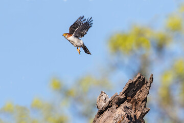  Birmese Dwergvalk, White-rumped Falcon, Polihierax insignis