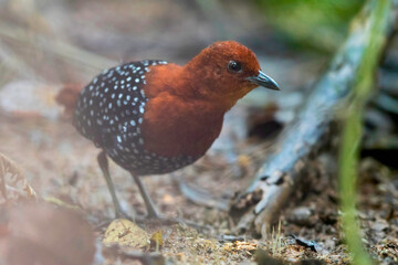 Parelvlekral, White-spotted Flufftail, Sarothrura pulchra