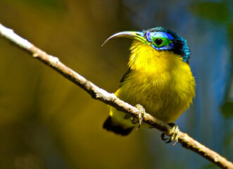 Kortsnavelhoningasitie, Yellow-bellied Asity, Neodrepanis hypoxantha