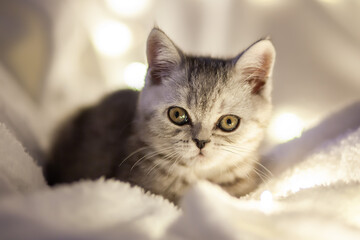  Scottish kitten on and Christmas lights on a white plaid. Scottish Straight.