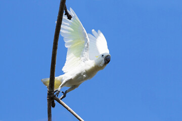 Kleine Geelkuifkaketoe, Yellow-crested Cockatoo, Cacatua sulphurea