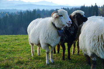Obraz premium A herd of sheep in the mountains. Beautiful mountain landscape view. Farming outdoor. Flock of Staring Sheep. The Tatra Mountains, Zakopane, Poland. 